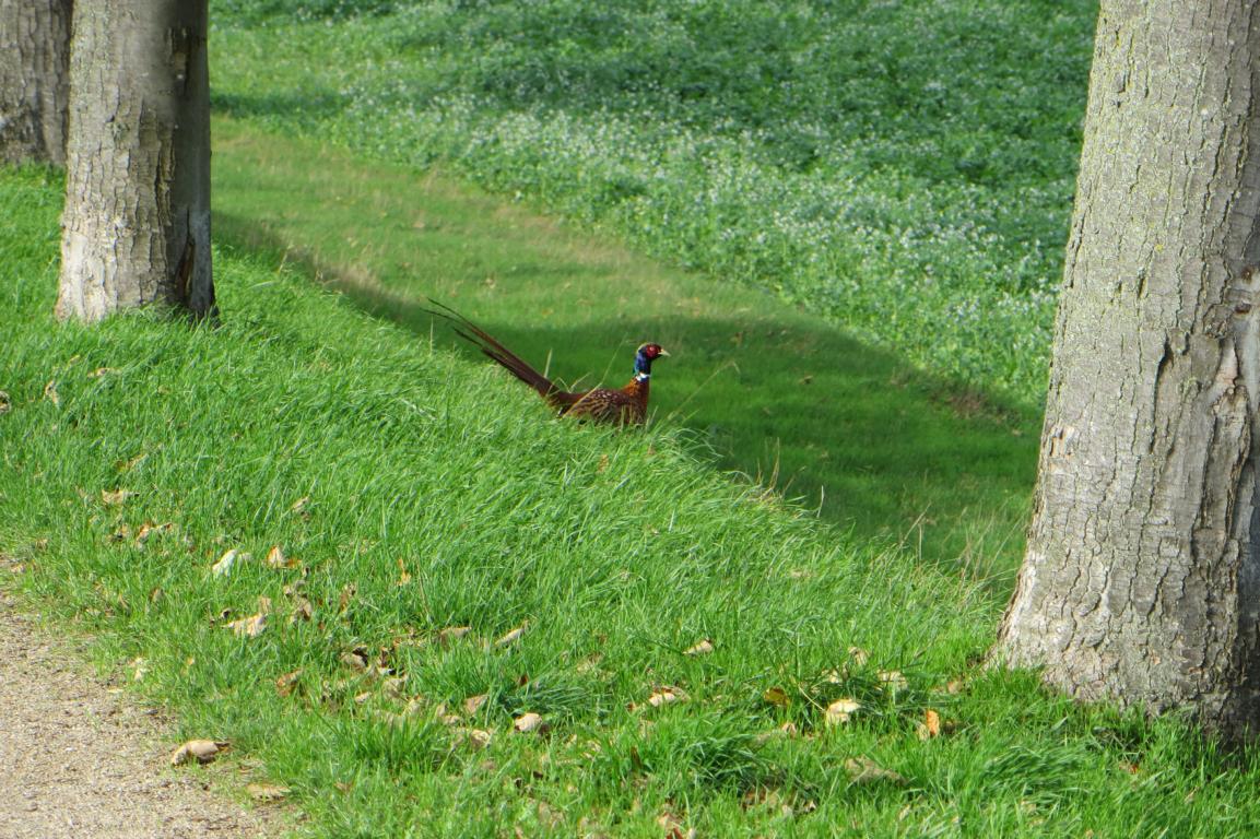 Fasan am Kanal Fasan am Kanal
